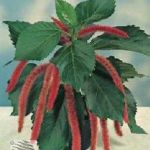  - Acalypha