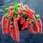 Акалифа - Acalypha
