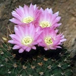  - Acanthocalycium
