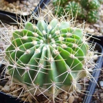  - Acanthocalycium