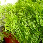 Адиантум - Adiantum