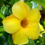 Алламанда - Allamanda