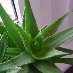   - Aloe 