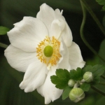 Анемон - Anemone