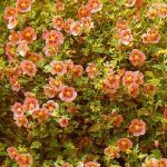  - Anisodontea halvastrum