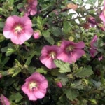 Анисодонтея - Anisodontea halvastrum