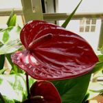  - Anthurium