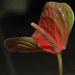Антуриум - Anthurium
