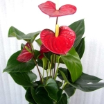 Антуриум - Anthurium