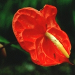 Антуриум - Anthurium