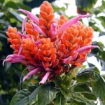 Афеландра - Aphelandra