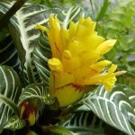 Афеландра - Aphelandra