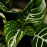 Афеландра - Aphelandra