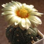  - Astrophytum