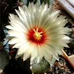 - Astrophytum