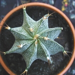  - Astrophytum