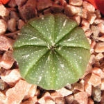  - Astrophytum