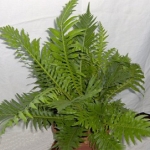  () - Blechnum