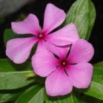Катарантус - Catharanthus