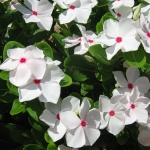 Катарантус - Catharanthus