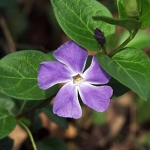 Катарантус - Catharanthus