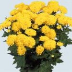  - Chrysanthemum 
