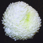 Хризантема - Chrysanthemum 