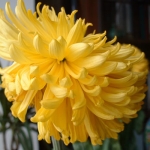 Хризантема - Chrysanthemum 