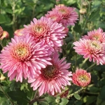 Хризантема - Chrysanthemum