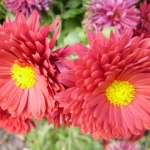 Хризантема - Chrysanthemum