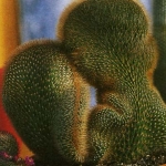 Клейстокактус - Cleistocactus