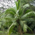 Кокосовая пальма - Cocos nucifera