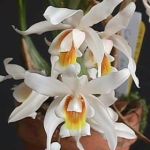  - Coelogyne