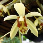  - Coelogyne