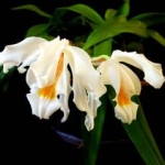  - Coelogyne