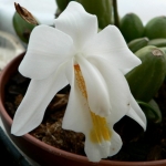  - Coelogyne