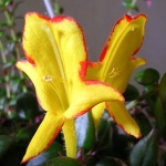 Колумнея - Columnea