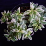 Колумнея - Columnea