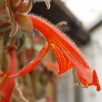 Колумнея - Columnea