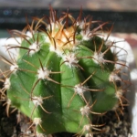  - Coryphantha
