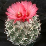  - Coryphantha