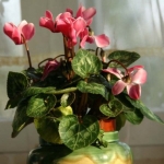 Цикламен - Cyclamen