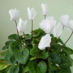 Цикламен - Cyclamen