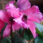 Цикламен - Cyclamen