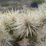  - Cylindropuntia