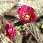  - Cylindropuntia