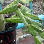  - Cylindropuntia