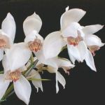  - Cymbidium