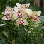  - Cymbidium
