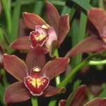  - Cymbidium